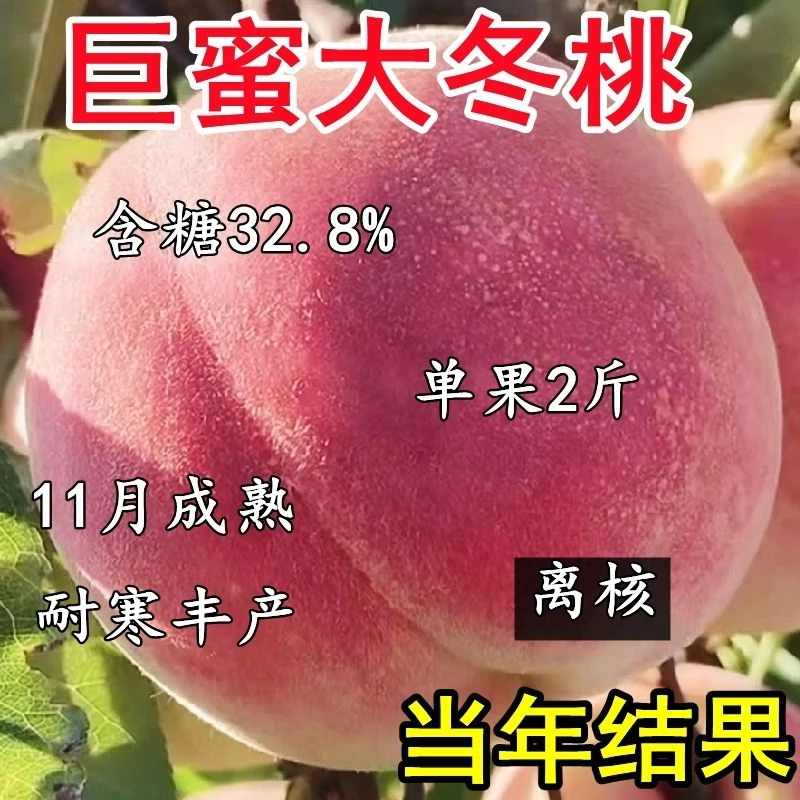 巨型冬桃苗桃树苗抗寒耐寒晚熟南北方种植盆栽地栽当年结果
