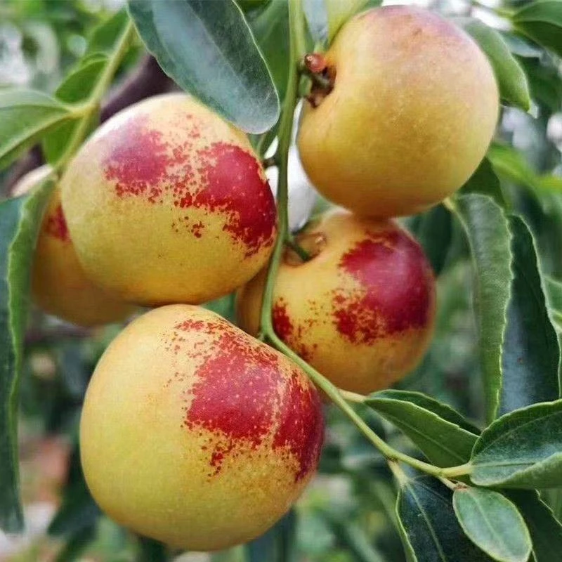 枣树活苗枣子树苗嫁接脆甜冬枣苗新疆大正宗枣树苗南北方种植结果