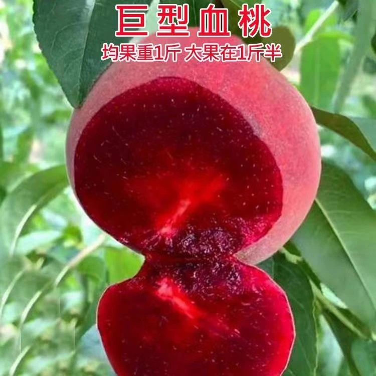 早熟血桃树果苗 血桃树苗 晚熟贵妃血桃嫁接新品种桃树苗当年结果