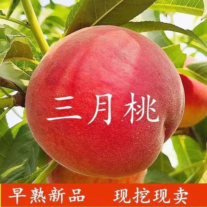 特早熟新品种嫁接桃树苗三月醉南北种植桃苗脱骨离核香甜果树苗