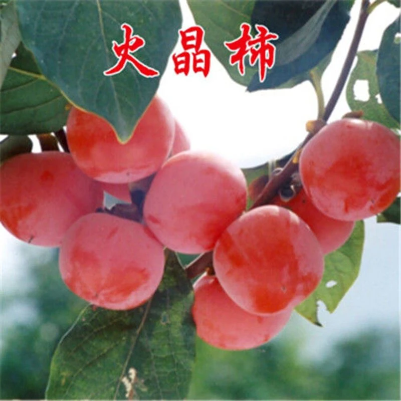 火晶柿子树苗嫁接当年结果盆栽地载 十月成熟 南方北方种植 软甜