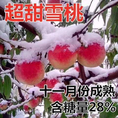 晚熟冬桃雪桃嫁接桃树冬雪桃树苗特大冬桃耐寒盆栽地栽当年结果