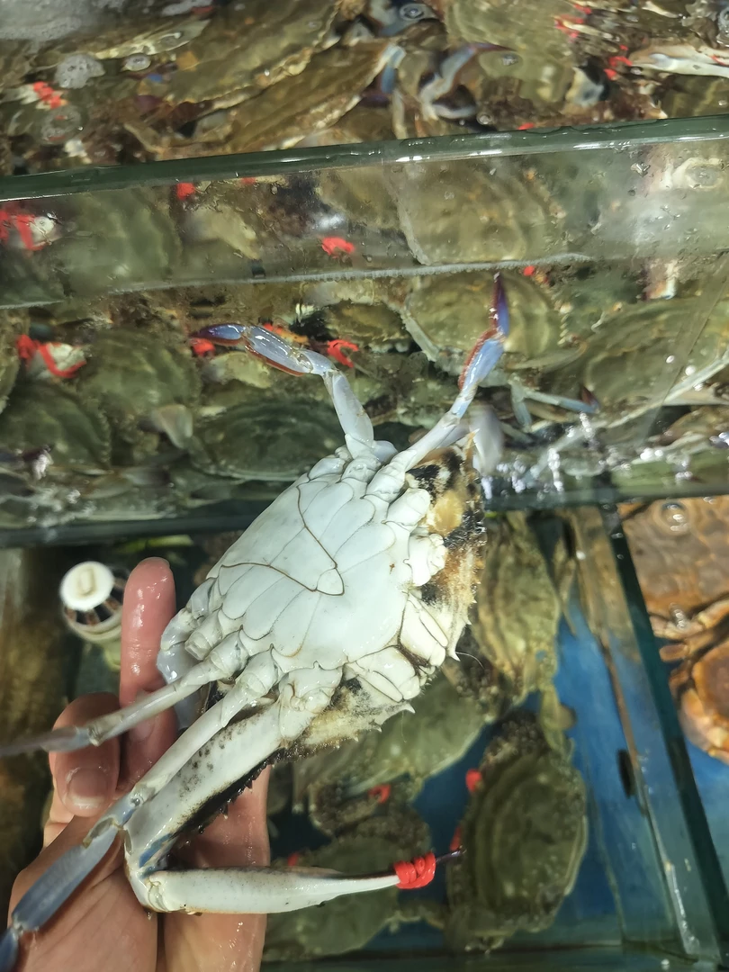 活的断腿大公梭子蟹3斤(保鲜不保活,介意勿拍)