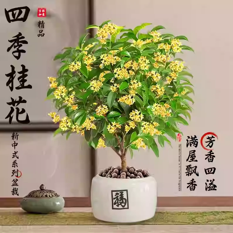 四季桂花盆栽树苗办公室桌面浓香适合懒人养的盆栽花卉植物室内花