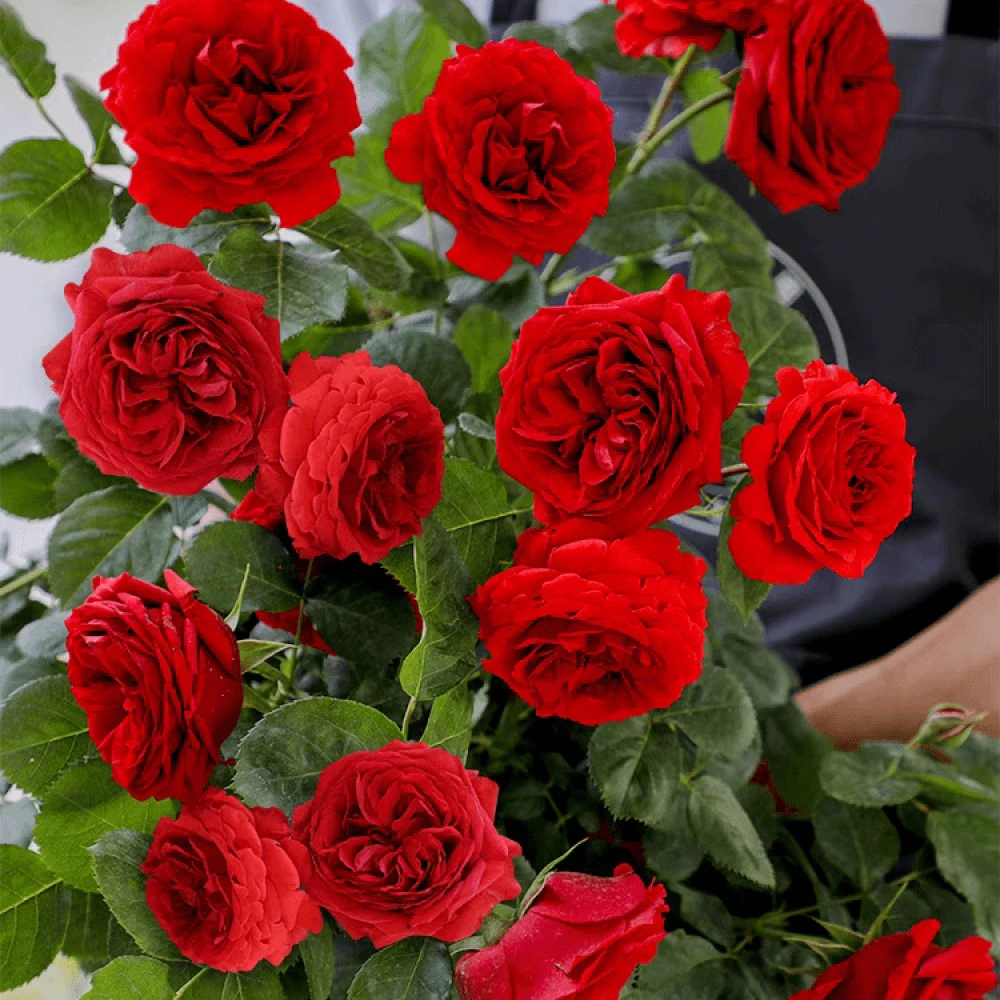 【红苹果】红色大花浓香型月季花2-3年苗情庭院花卉阳台绿植花苗