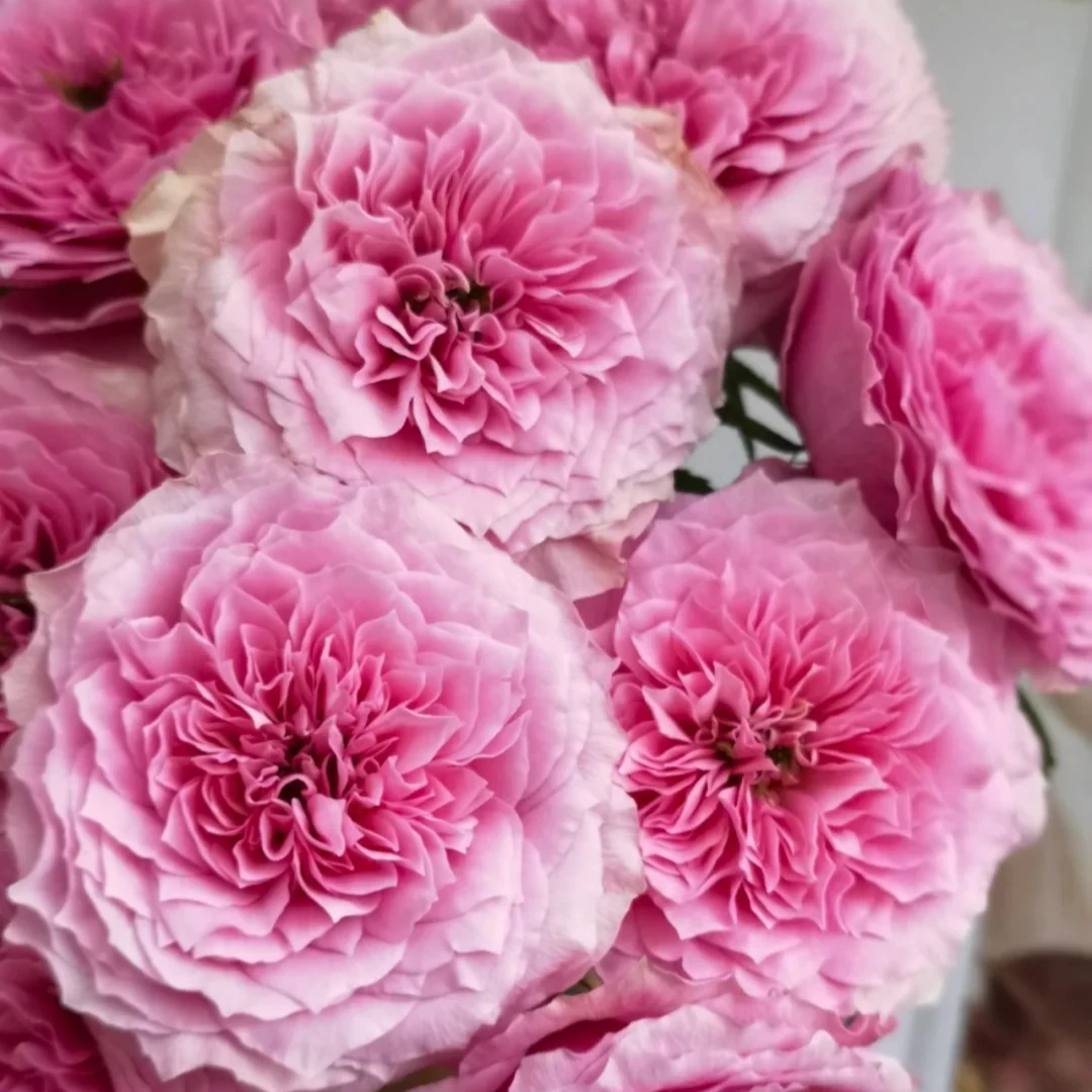 【禁忌感官】1.5加仑2-3年露天苗带盆带土发货粉色大花月季浓香