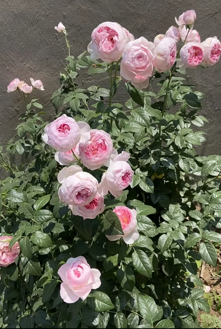 【我的心】1.5加仑2-3年露天苗粉色大花浓香型月季庭院花卉阳台绿植