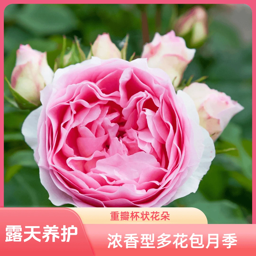 【浪漫索菲亚】1.5加仑2-3年露天苗带盆带土发货浓香型多花包月季