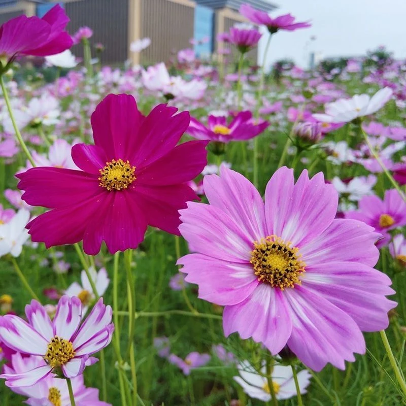 】波斯菊种子格桑花种子矮杆波斯菊夏季四季种植籽易懒人养花播种