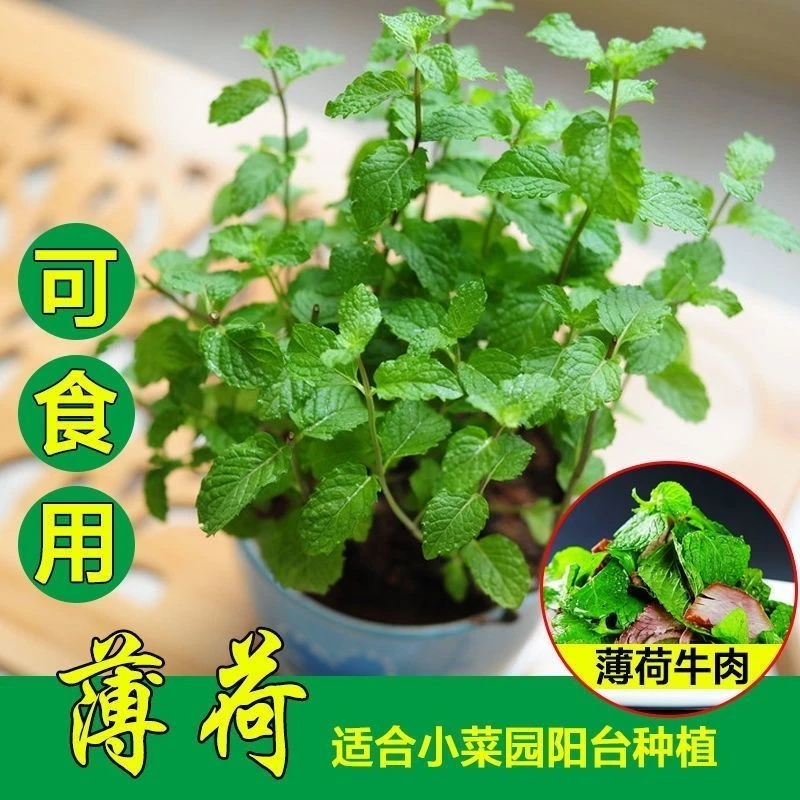 食用薄荷种子柠檬薄荷种子驱蚊花草植四季播种菜籽易绿色高品质
