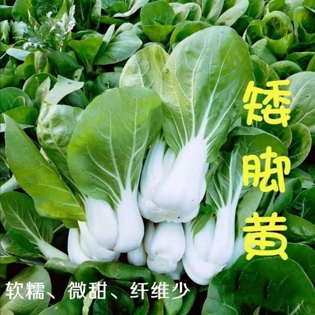 矮脚黄种子四季播农家蔬菜青菜种子矮易种品质播种耐热易活种植