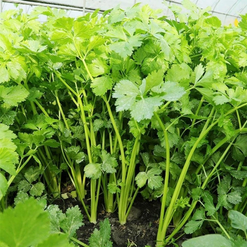 芹菜种子四季小香芹种子庭院阳台盆栽耐热农家芹菜籽实心高产播种