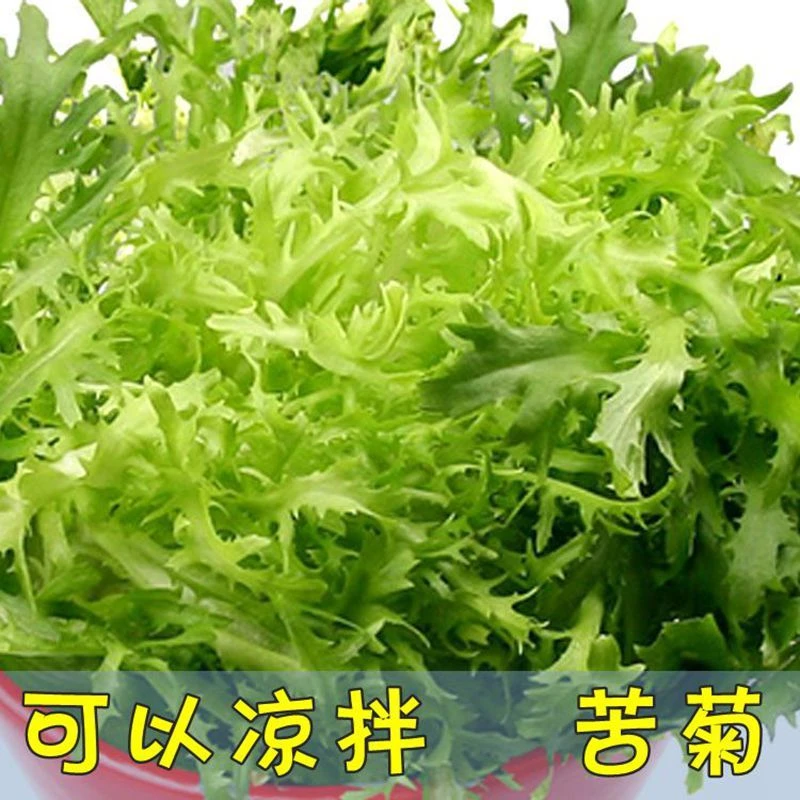 四季播苦苣种子盆栽沙拉牛奶菜黄心细叶苦菊种子菜籽黄色栽培高产