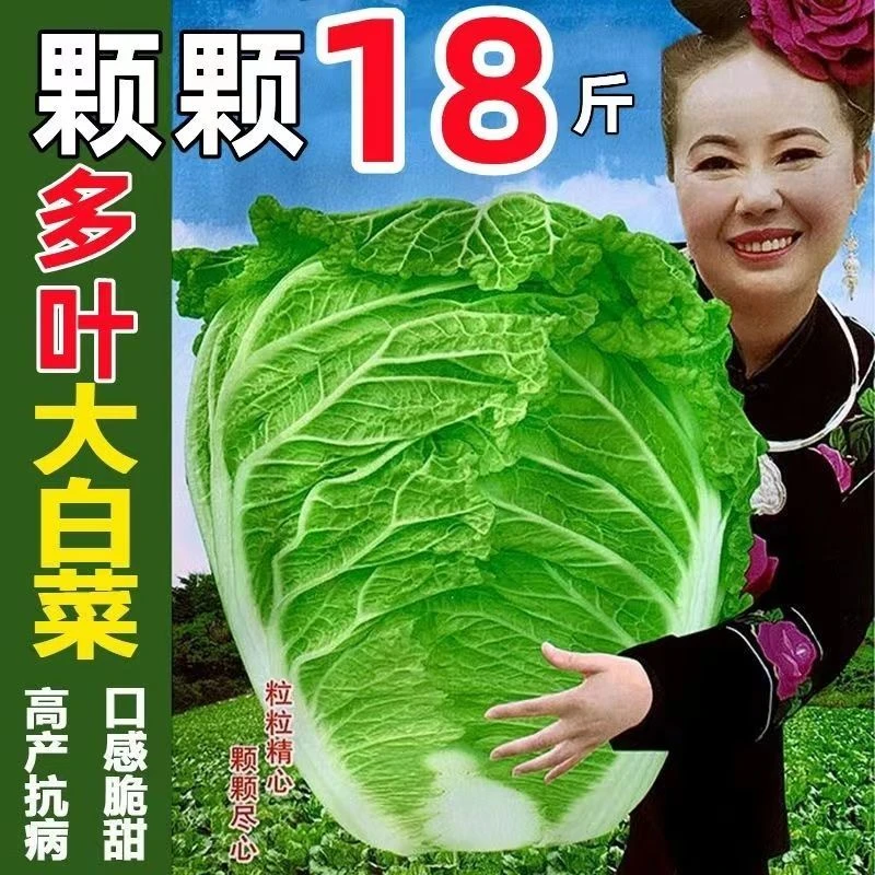 颗颗十八斤高产抗病大白菜种子秋冬白菜种籽蔬菜种子高品质精品