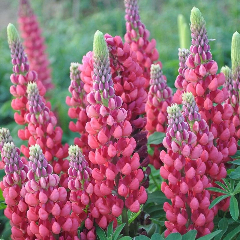 【满五包发货】秋冬种植鲁冰花种子多叶羽扇豆四季种易活室易种