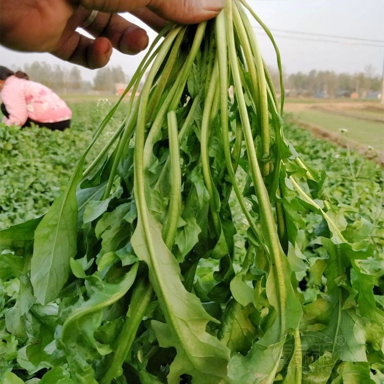 热销野生荠荠菜种子农家四季大叶春野菜种籽食用阳台盆栽荠菜种孑