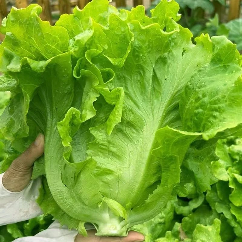 意大利生菜种子脆爽生吃生菜种籽大田庭院阳台蔬菜籽新鲜四季高产