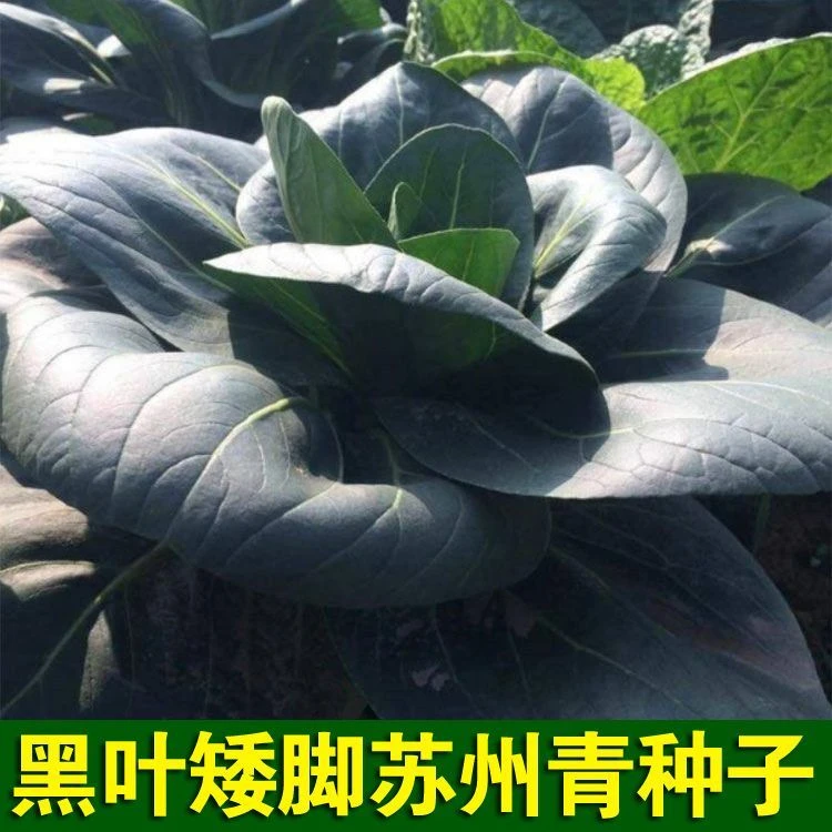 黑大头菜籽青菜种子原装大叶黑叶油亮矮脚苏州青上海高品质耐寒好