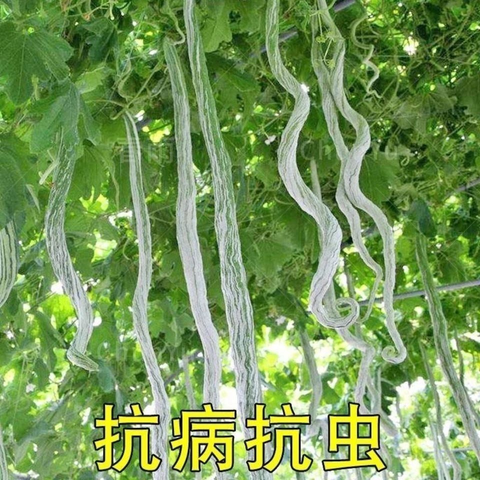 蛇豆种子蛇瓜种子蛇形长豆角春秋播泡沫四季庭院菜籽绿色经典浇水