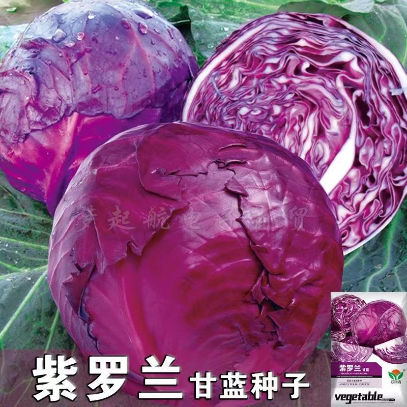 紫甘蓝种子紫甘蓝种籽早熟包菜易种抗热种植耐热播种塑料耐寒四季