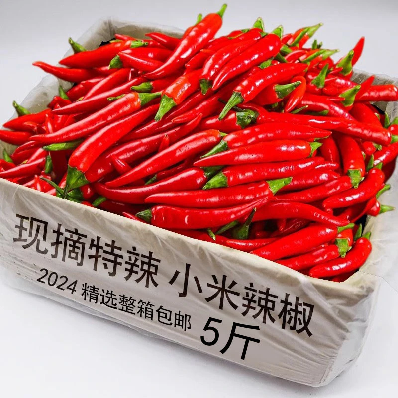 新鲜现摘现卖正宗农家小米辣3斤5斤当季特辣火锅店餐厅炒菜商用包