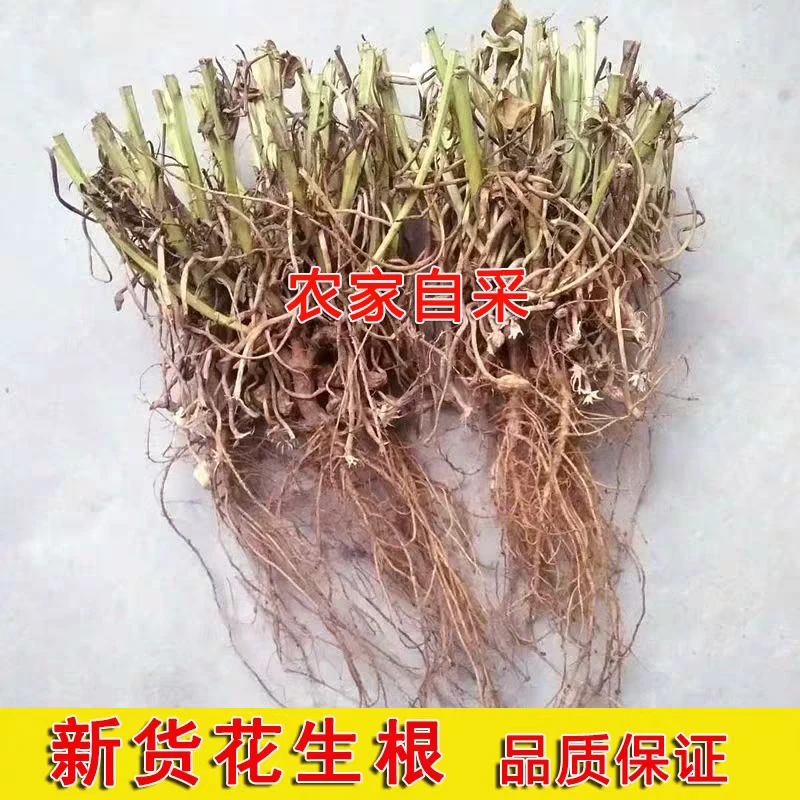 2024年新货花生藤头根花生头花生根根干花生根花生根头失眠自采