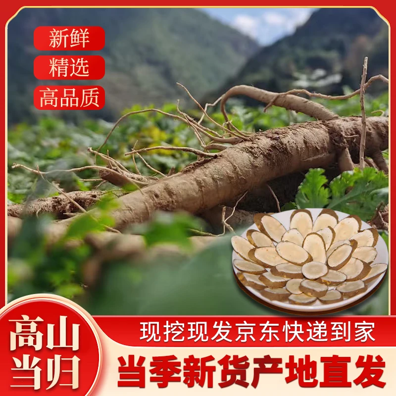 海拔2000米＋，高山天然野外生长新鲜菜当归【现挖现发】