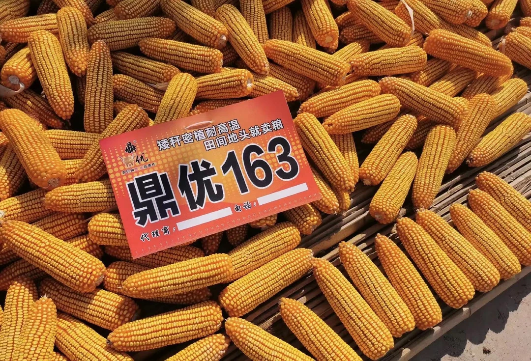 鼎优163