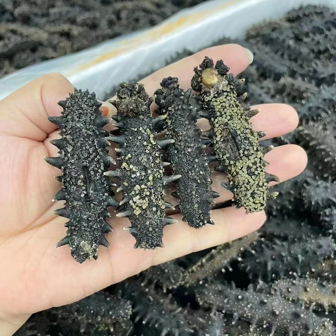 御膳 大连纯淡干海参