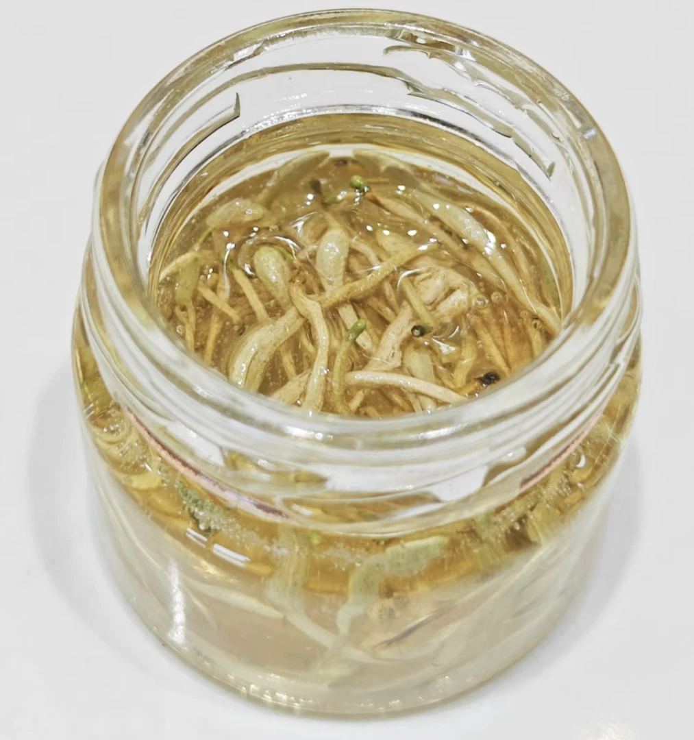 御膳 金银花泡蜂蜜