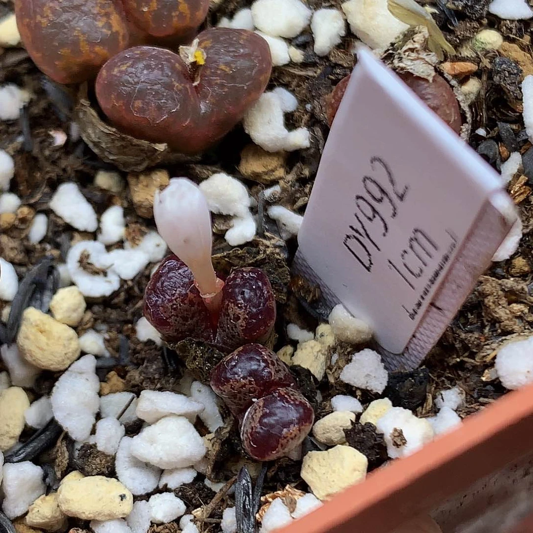 新品勋章 28包邮 992