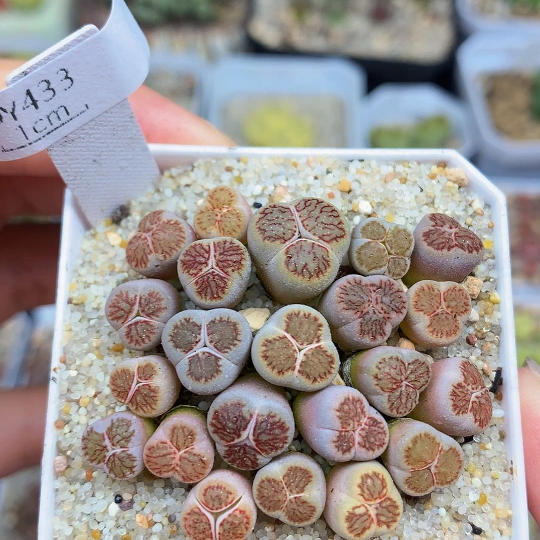 一物一拍 菊奔特价 433号