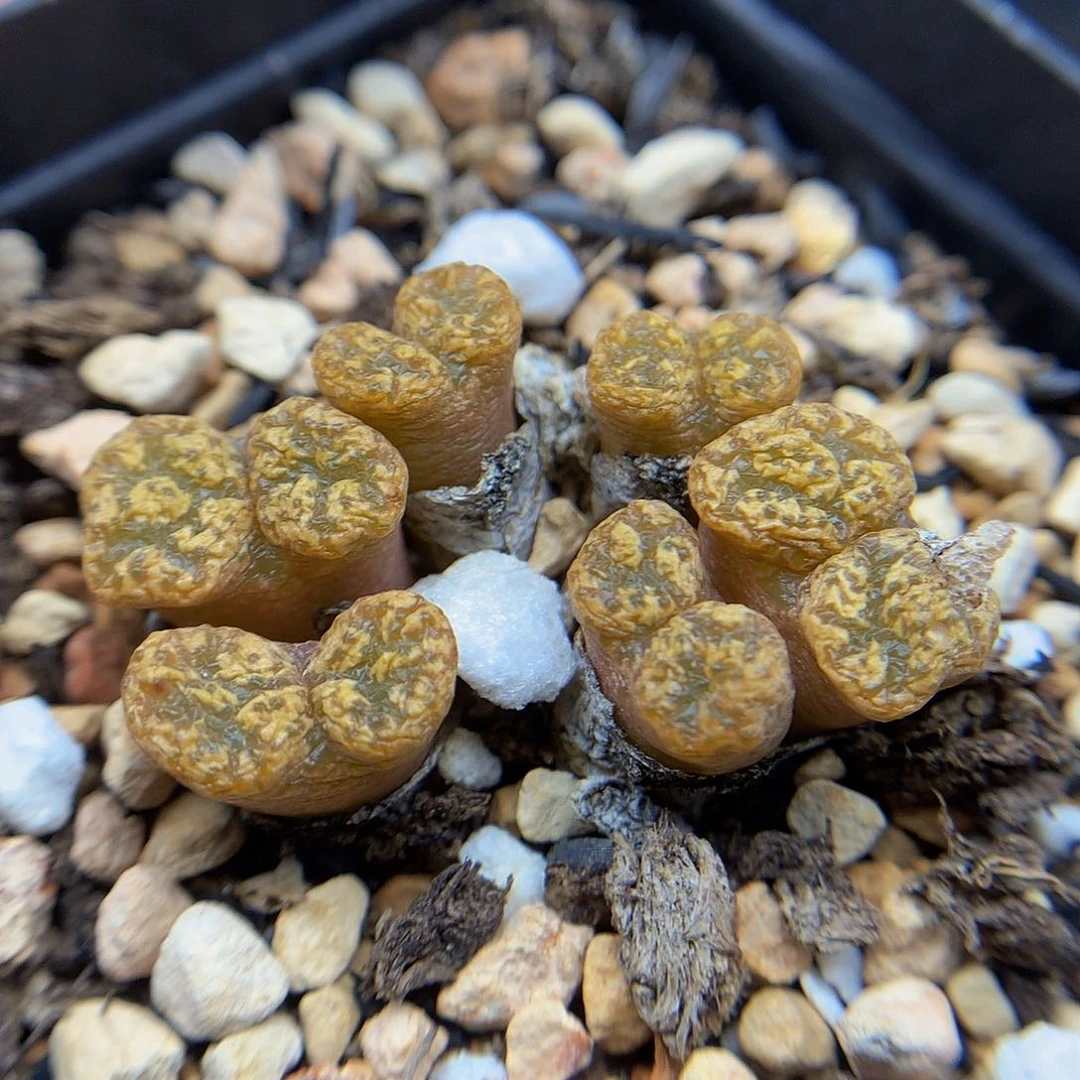 一物一拍 勋章特价 368号