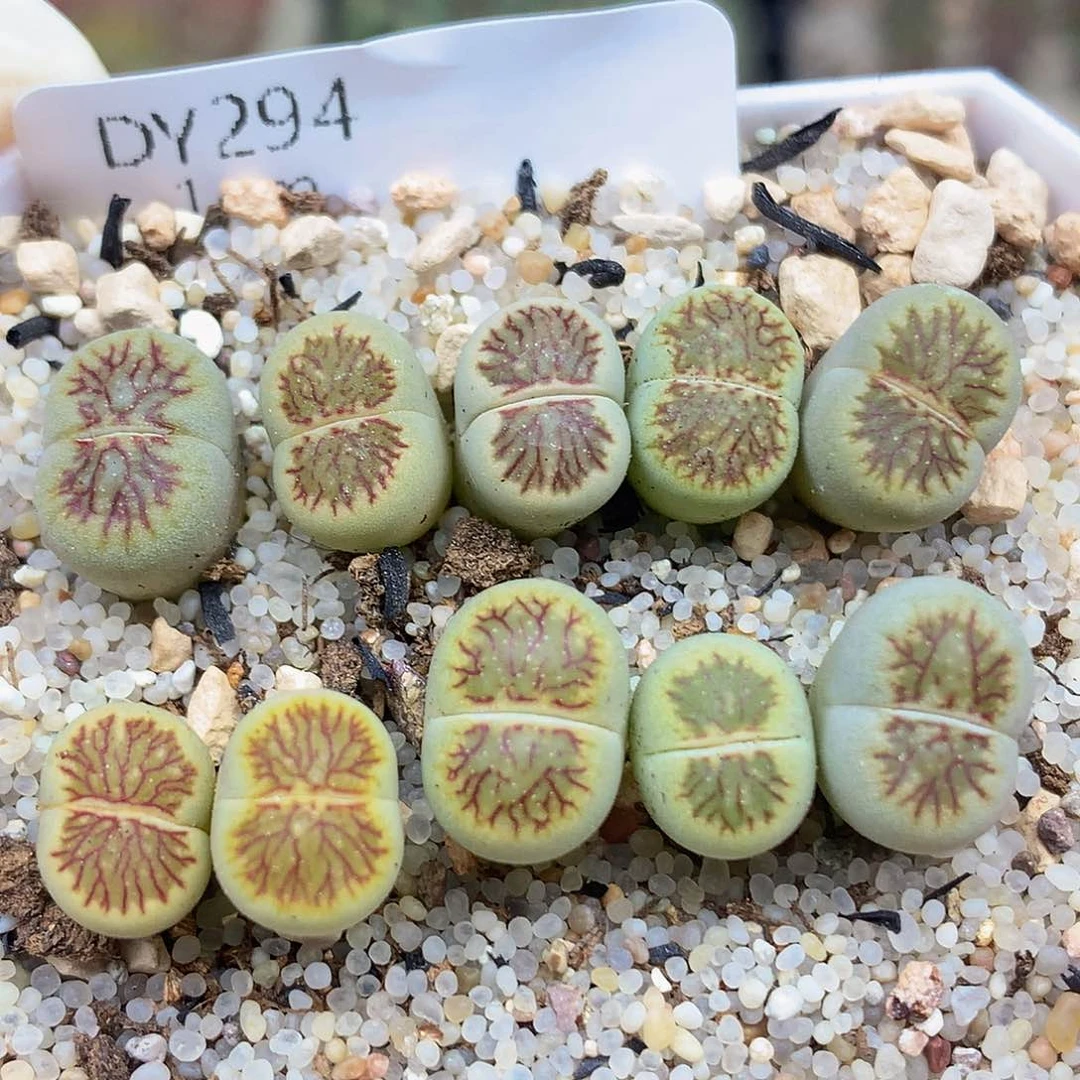 一物一拍 绿体菊特价 294号