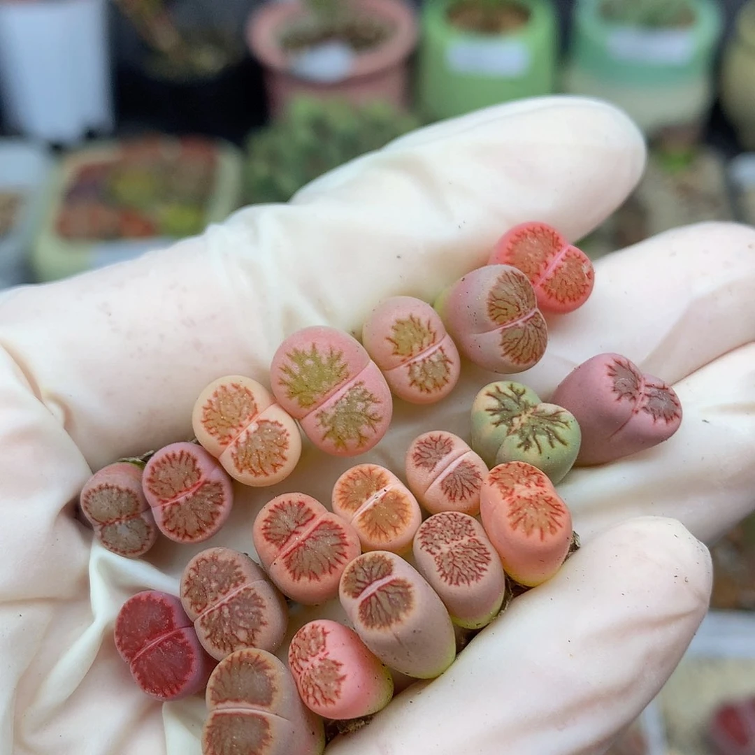 一物一拍 菊锦特价 233号