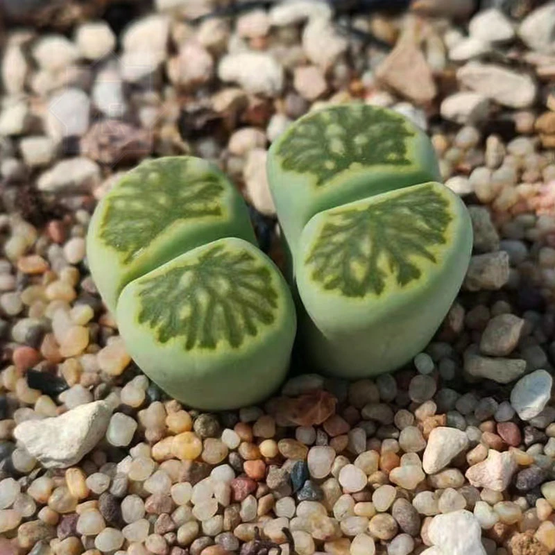 绿菊3年一物一拍生石花多肉植物包邮稀有品种肉锥紫菊红窗菊