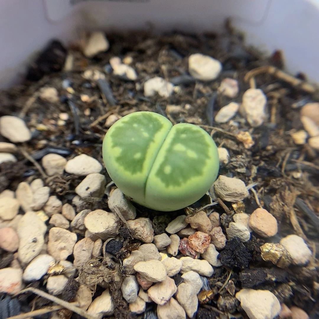 一物一拍 绿菊特价 338号