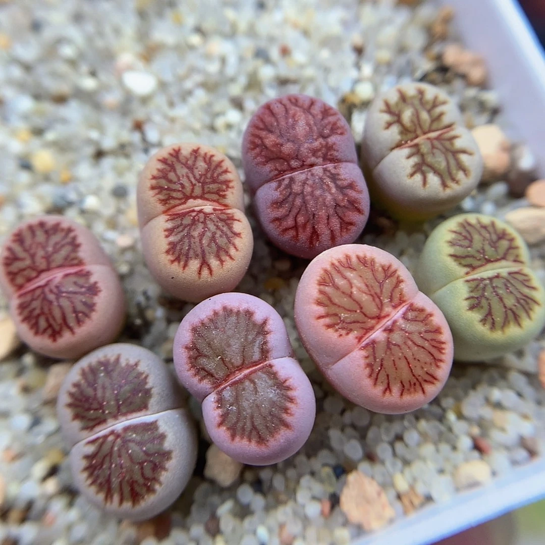 一物一拍 菊爬纹特价 443号