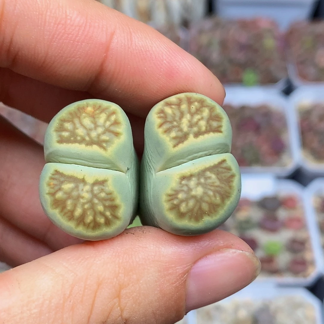 一物一拍 绿体菊特价 188号