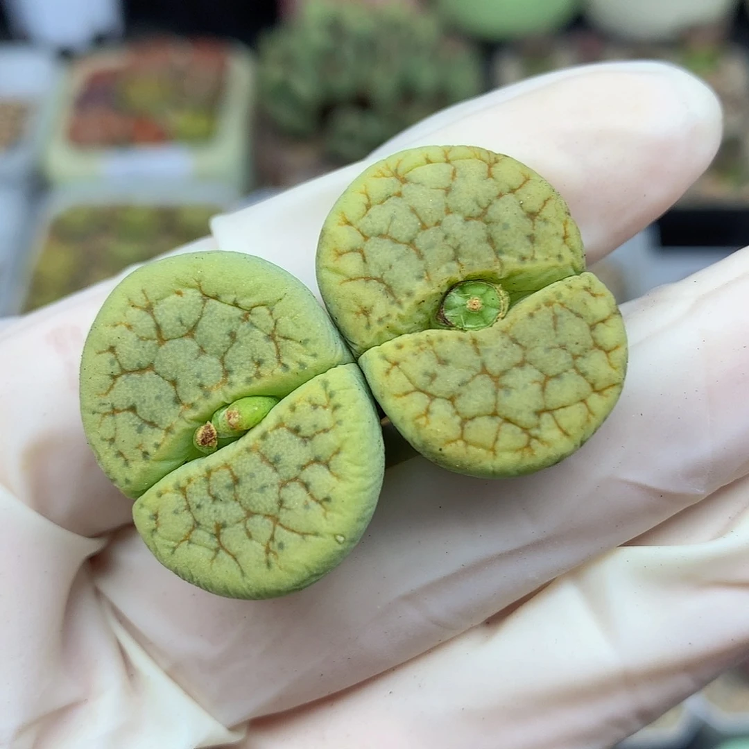 一物一拍 绿荒特价 240号