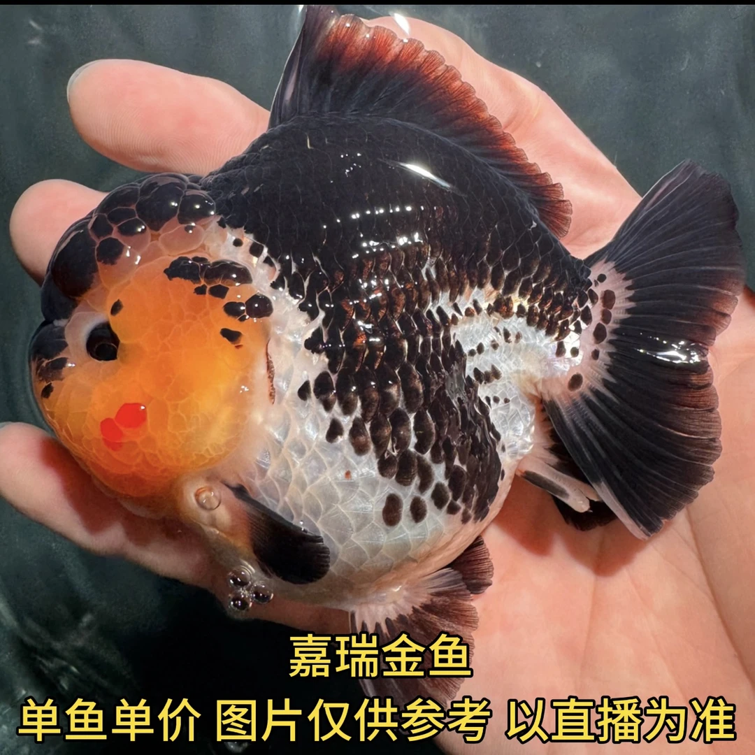 原泰短尾泰狮百褶泰狮将军包活包健康