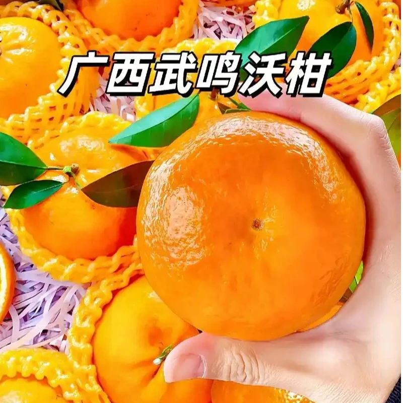 【新春特惠】正宗应季广西武鸣沃柑老树果皮薄多汁超甜