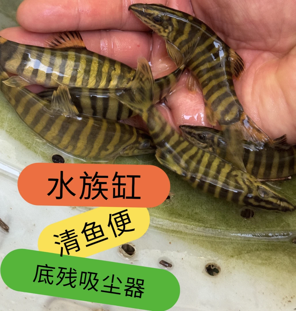 壮体沙鳅原生冷水鱼底层清洁鱼吃残渣粪便工具鱼