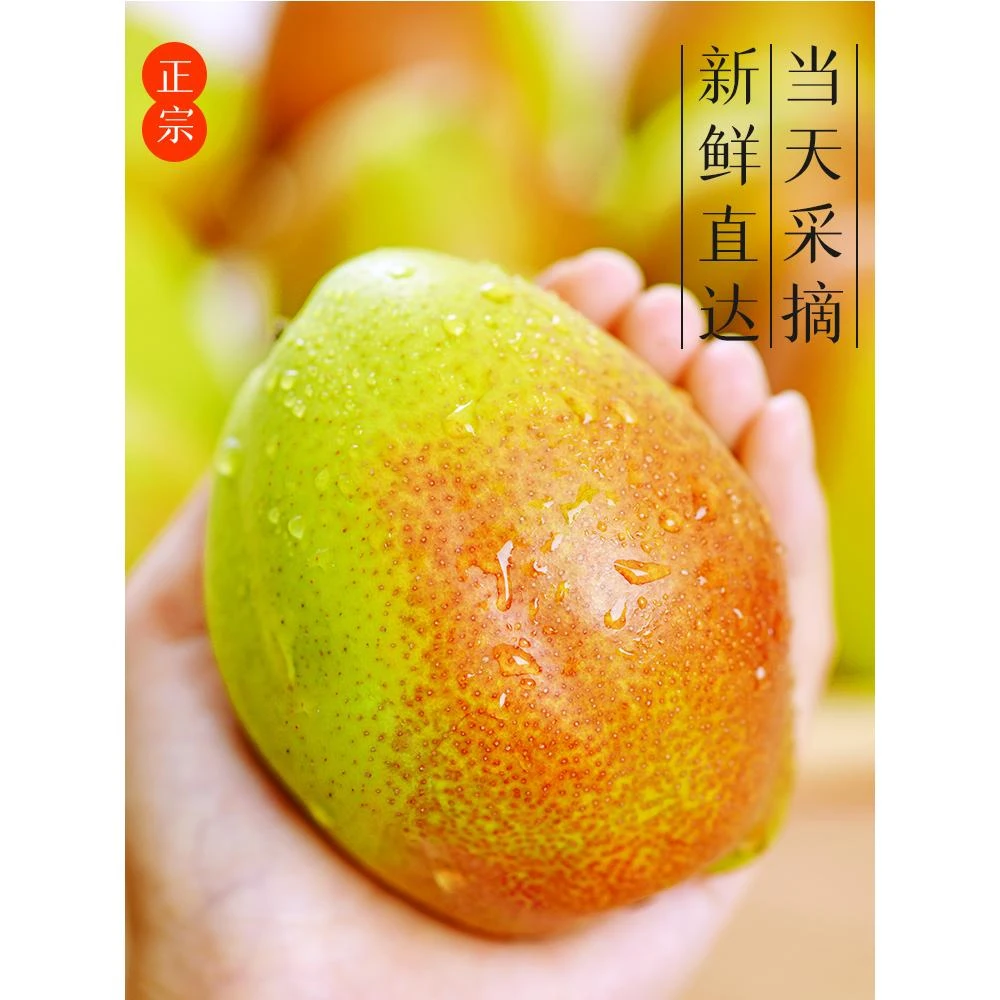 山西特产红香酥梨脆甜可口饱满多汁孕妇宝妈水果当季采摘