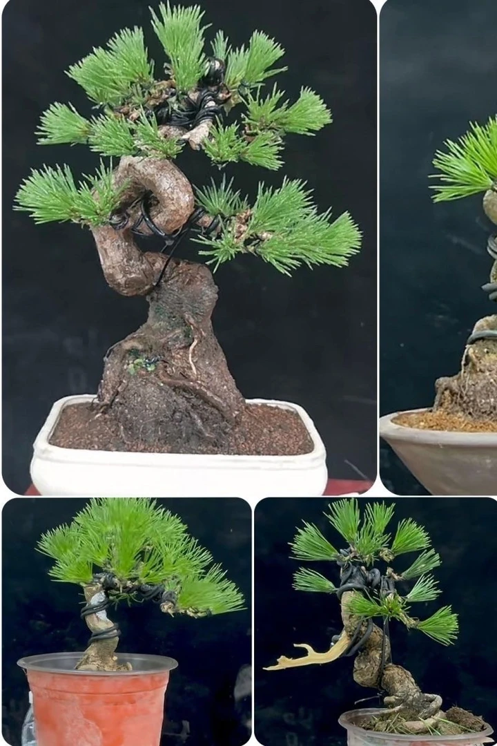 黑松真柏杂木绿植