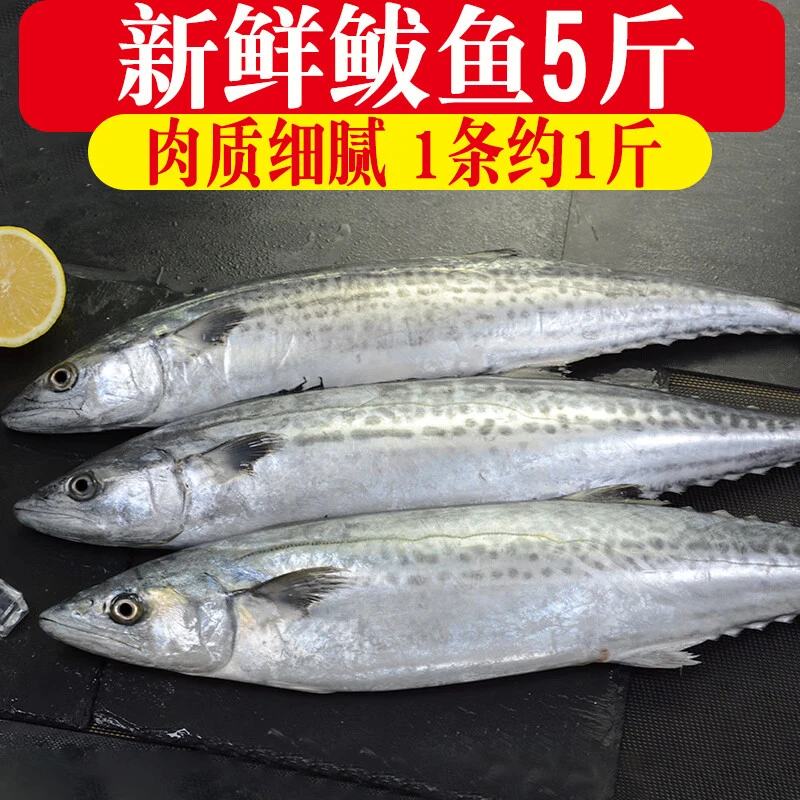 鲅鱼生鲜整体新鲜5斤可做鲅鱼馅5-7条左右
