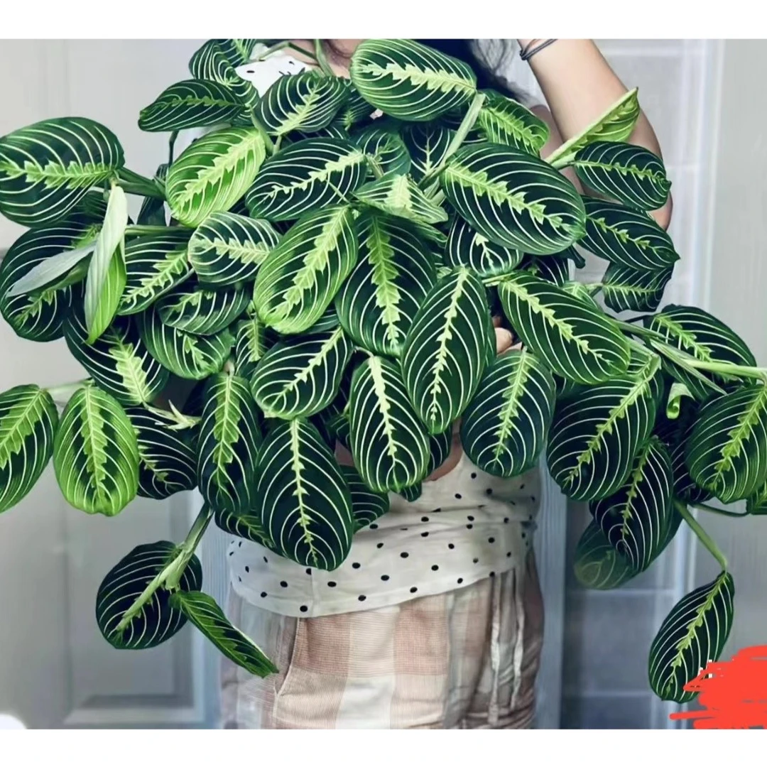 白脉叶蝉竹芋 荷兰进口品种 小众室内绿植