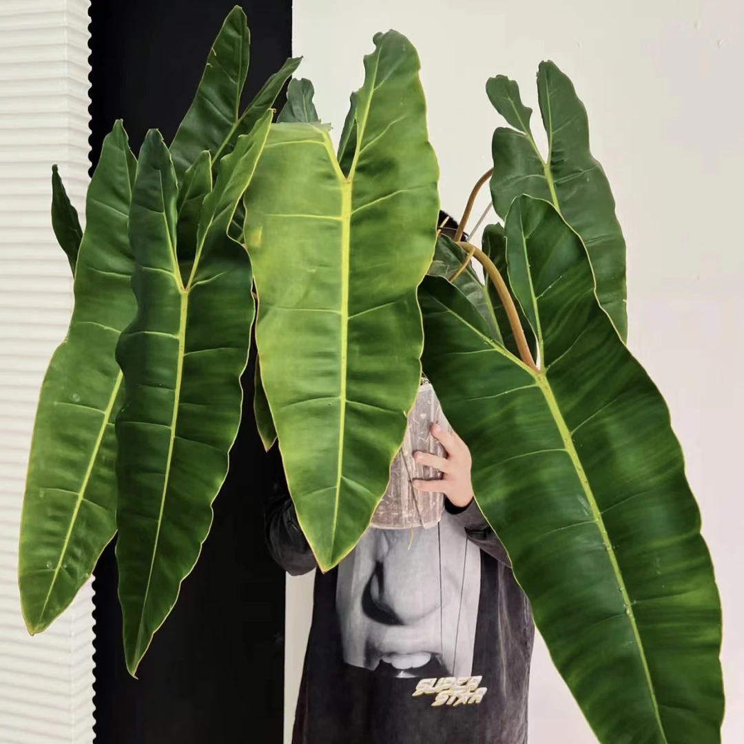 橙柄蔓绿绒 网红热门选手高级植物软装小众观叶植物 室内绿植