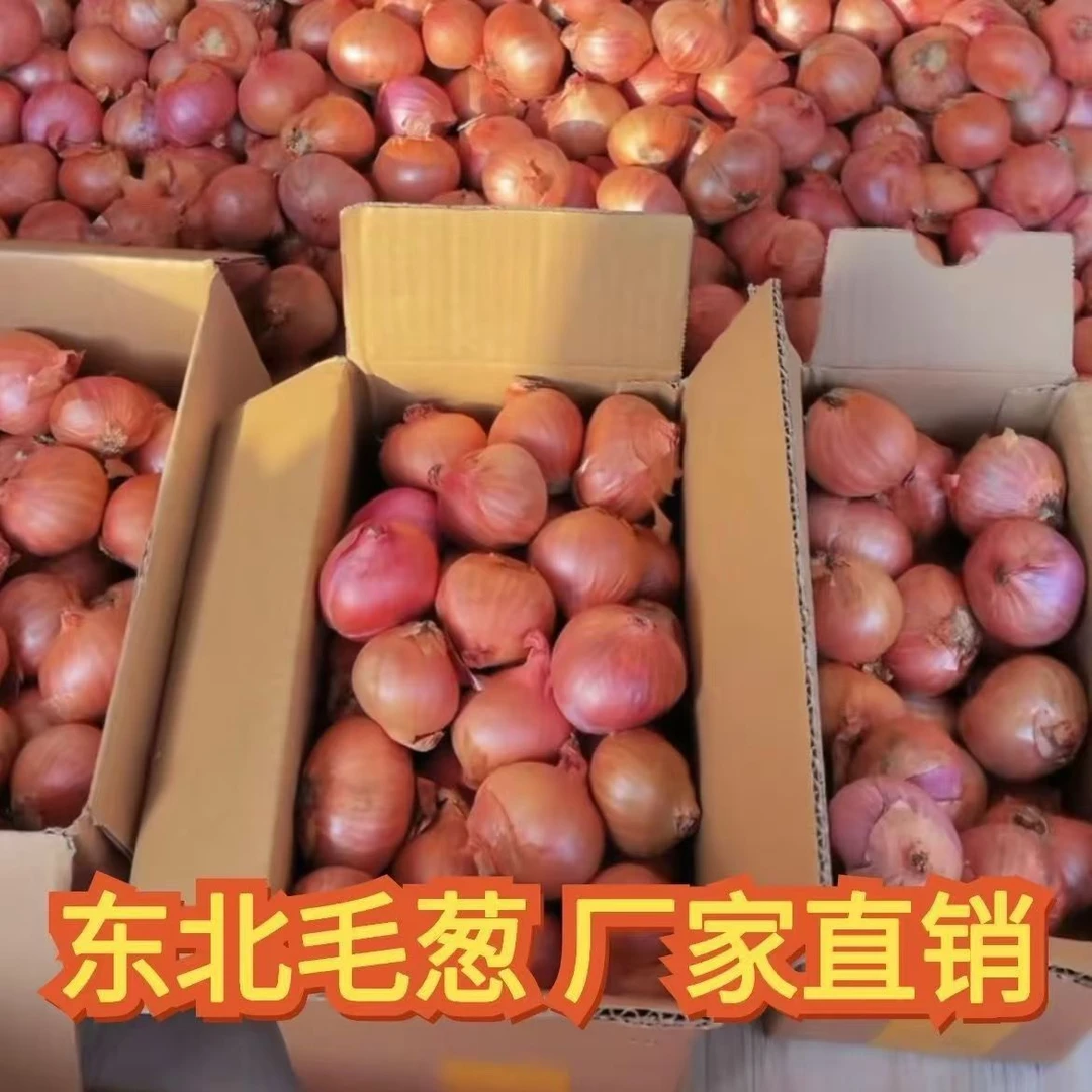 【新店半价】东北小毛葱紫皮洋葱农家小毛葱红葱头新鲜1/3/5斤包邮