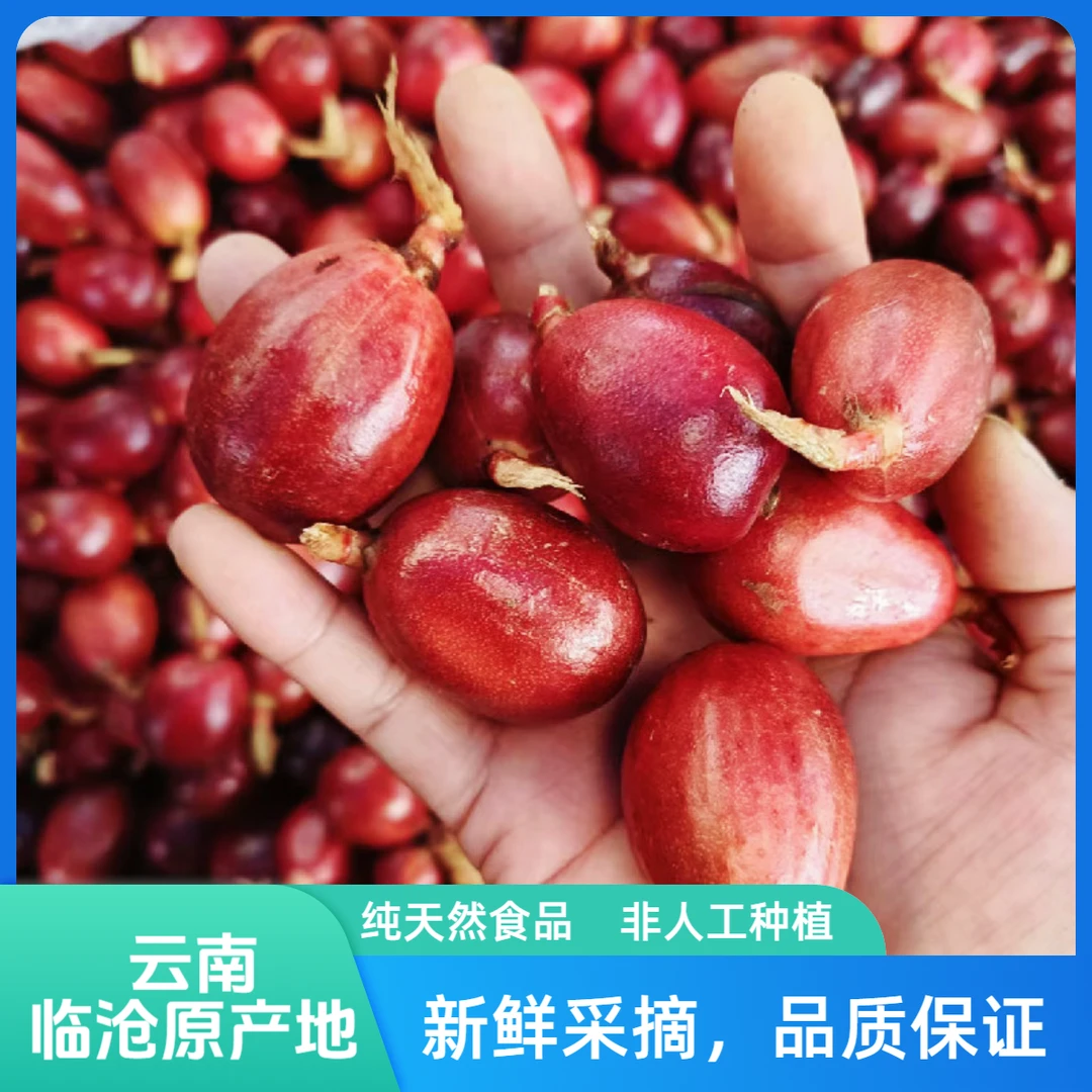 新鲜野生草果云南深山农家现摘调料嫩草果云南特产土特产凉拌泡菜